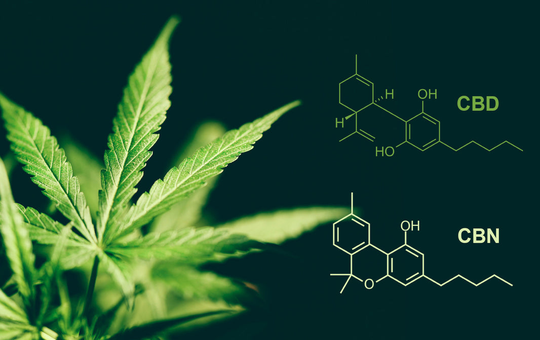 You’ve heard of CBD but what exactly is CBN?
