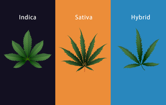 Sativa, Indica, Hybrid. What’s the difference, and what’s right for me?